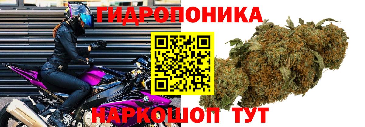Каннабис план Губкинский